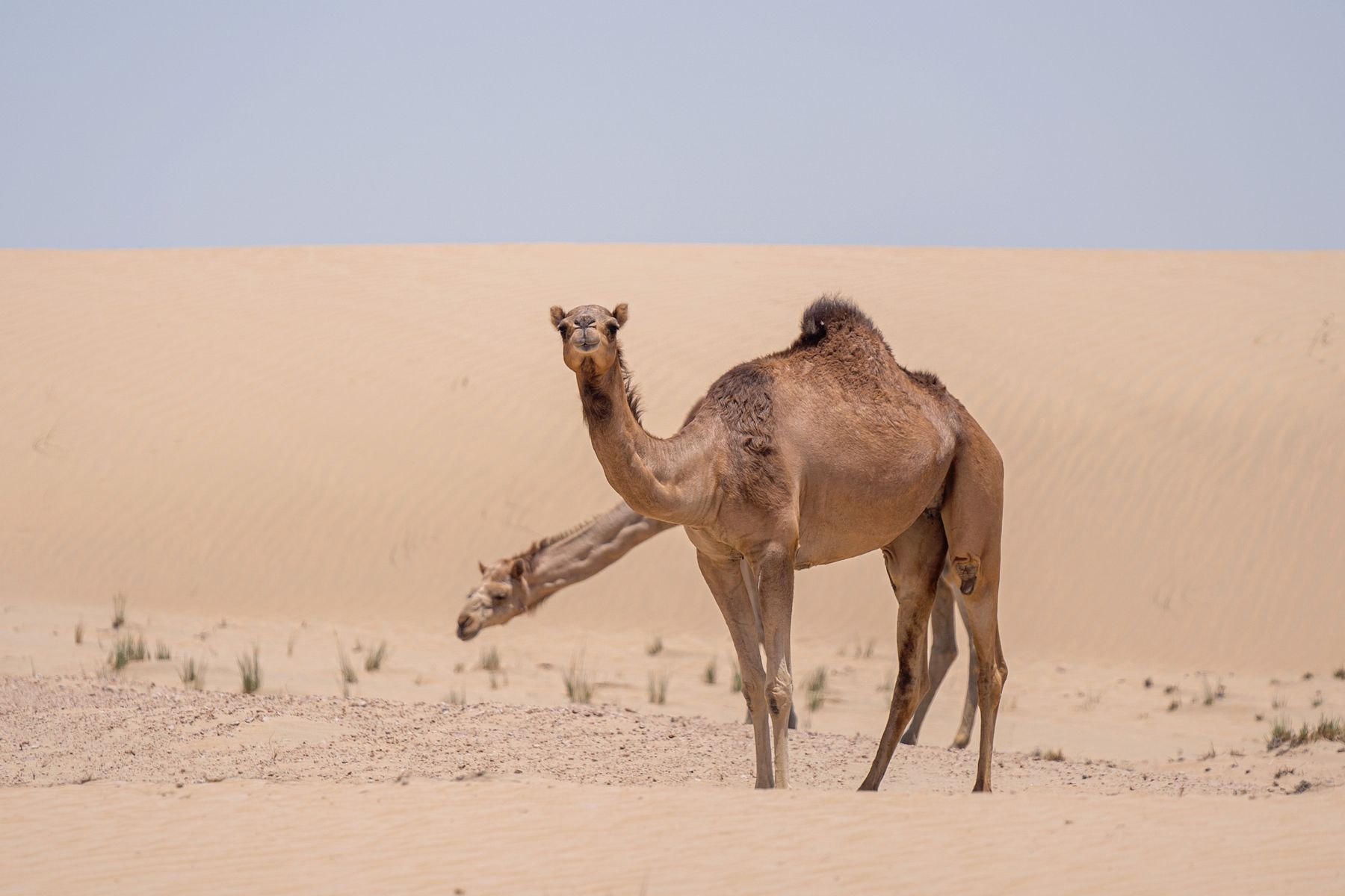 Camels standing among pale sand dunes in daylight